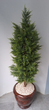 Туя (кипарис) 180 см