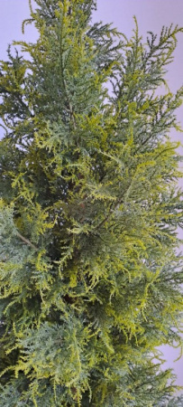 Туя (кипарис) 180 см