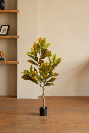 Кротон 160 см