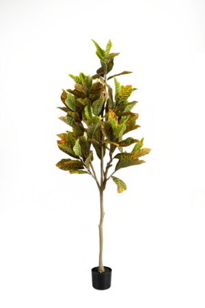 Кротон 160 см