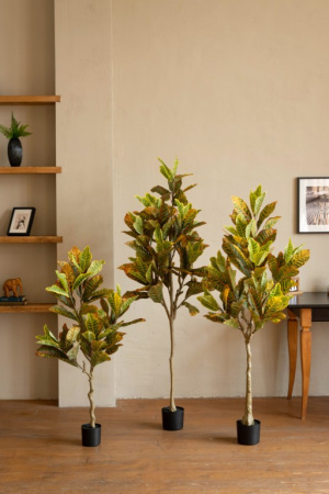 Кротон 160 см