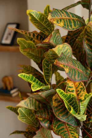 Кротон 160 см