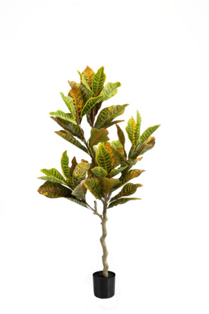 Кротон 160 см