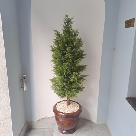 Туя (кипарис) 180 см