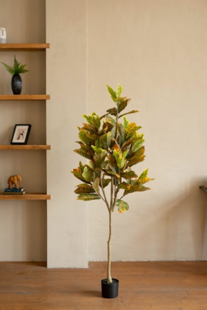 Кротон 160 см