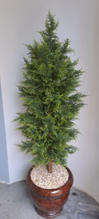 Туя (кипарис) 180 см